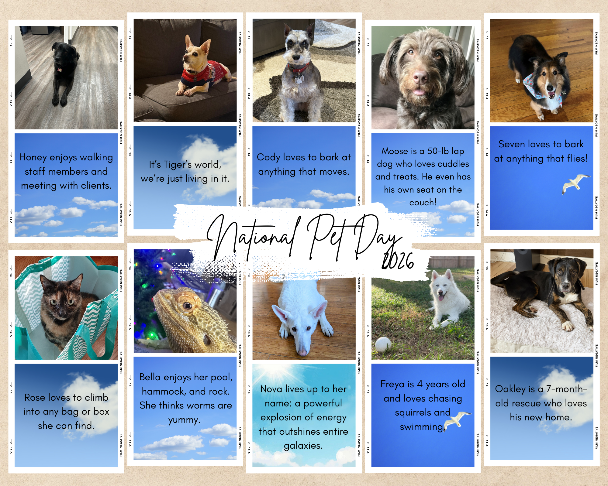 National Pet Day Team Photos