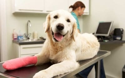 The Real Cost of Loving a Pet (and How to Be Ready for It)