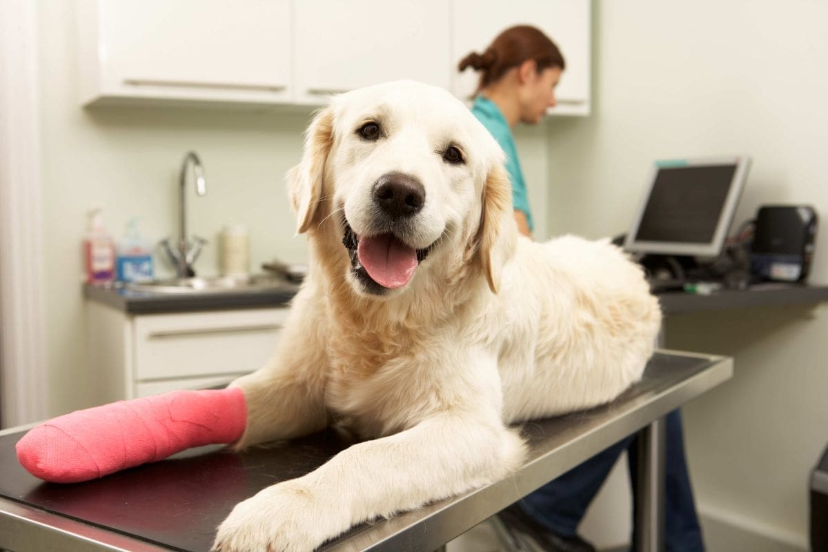 The Real Cost of Loving a Pet (and How to Be Ready for It)